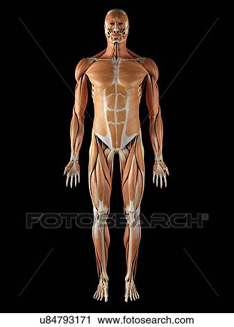 Musculoskeletal system, artwork View Large Illustration Clip Art - Musculoskeletal system, artwork. Fotosearch