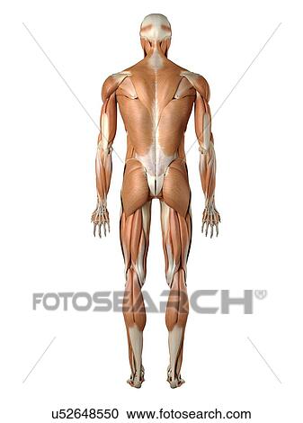Clipart - Musculoskeletal system, artwork. Fotosearch