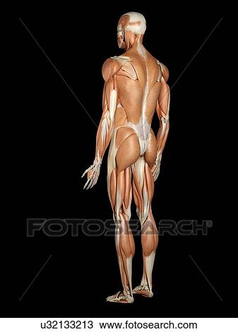 Musculoskeletal system, artwork View Large Illustration Drawing - Musculoskeletal system, artwork. Fotosearch