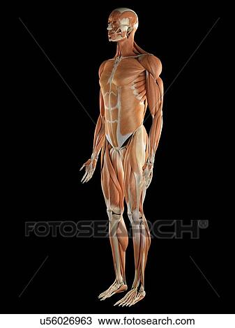 Drawing - Musculoskeletal system, artwork. Fotosearch