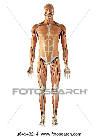 Musculoskeletal system, artwork View Large Illustration Stock Illustration - Musculoskeletal system, artwork. Fotosearch