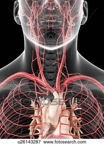 Stock Illustration - Neck arteries, artwork. Fotosearch