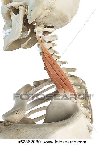 Neck muscle, artwork View Large Illustration Clipart - Neck muscle, artwork. Fotosearch