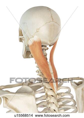 Neck muscle, artwork View Large Illustration Stock Illustration - Neck muscle, artwork. Fotosearch
