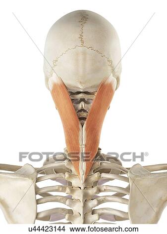Stock Illustration - Neck muscle, artwork. Fotosearch