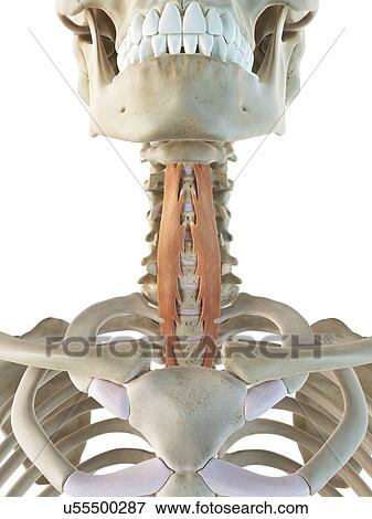 Stock Illustration - Neck muscle, artwork. Fotosearch