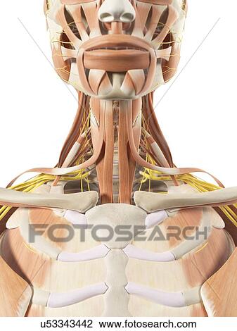 Drawing - Neck muscles and nerves, artwork. Fotosearch