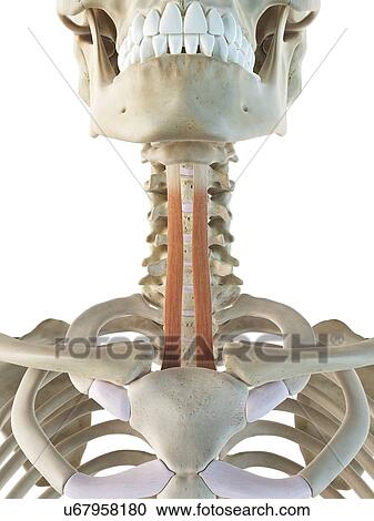 Clipart - Neck muscles, artwork. Fotosearch