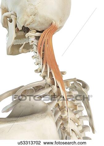 Drawing - Neck muscles, artwork. Fotosearch