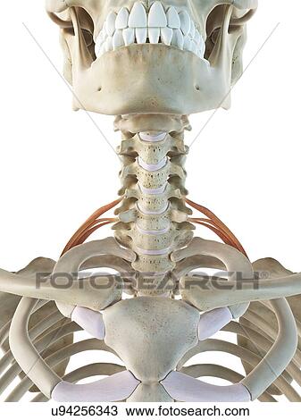 Drawing - Neck muscles, artwork. Fotosearch