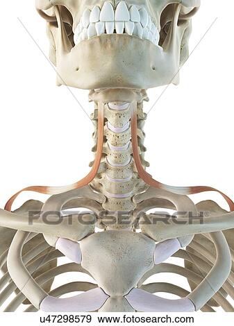 Stock Illustration - Neck muscles, artwork. Fotosearch