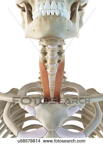 Stock Illustration - Neck muscles, artwork. Fotosearch
