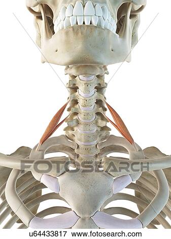 Stock Illustration - Neck muscles, artwork. Fotosearch