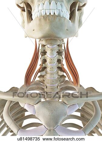 Neck muscles, artwork View Large Illustration Stock Illustration - Neck muscles, artwork. Fotosearch
