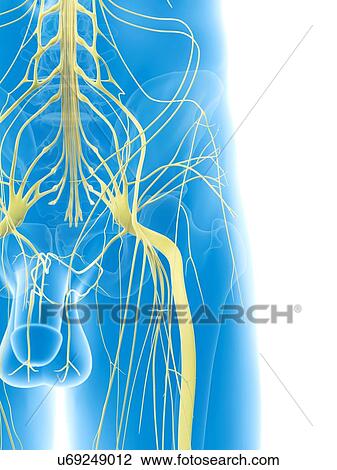 Nerves in hip, artwork View Large Illustration Drawing - Nerves in hip, artwork. Fotosearch