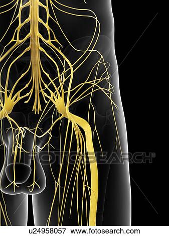 Nerves in hip, artwork View Large Illustration Stock Illustration - Nerves in hip, artwork. Fotosearch