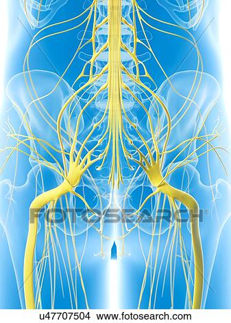 Nerves in hip, artwork View Large Illustration Stock Illustration - Nerves in hip, artwork. Fotosearch