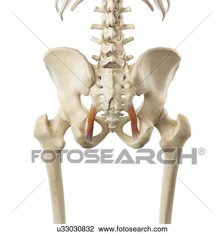 Drawing - Pelvic ligament, artwork. Fotosearch