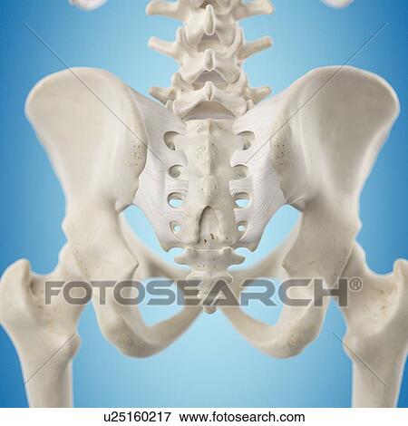 Pelvic ligament, artwork View Large Illustration Stock Illustration - Pelvic ligament, artwork. Fotosearch