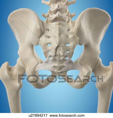 Pelvic ligament, artwork View Large Illustration Stock Illustration - Pelvic ligament, artwork. Fotosearch