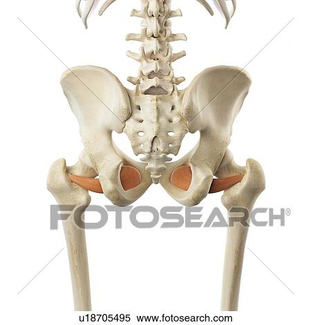 Pelvic muscle, artwork View Large Illustration Stock Illustration - Pelvic muscle, artwork. Fotosearch