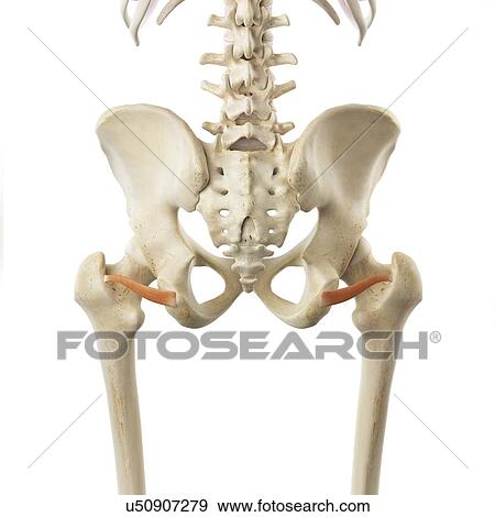 Stock Illustration - Pelvic muscle, artwork. Fotosearch