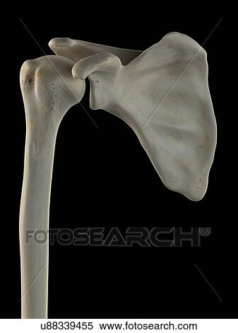 Scapula and humerus, artwork View Large Illustration Stock Illustration - Scapula and humerus, artwork. Fotosearch