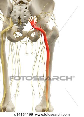 Stock Illustration - Sciatic nerve, artwork. Fotosearch