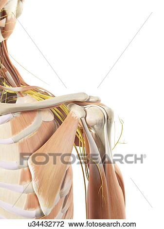 Shoulder anatomy, artwork View Large Illustration Drawing - Shoulder anatomy, artwork. Fotosearch