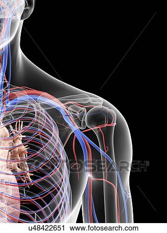 Shoulder blood vessels, artwork View Large Illustration Clip Art - Shoulder blood vessels, artwork. Fotosearch