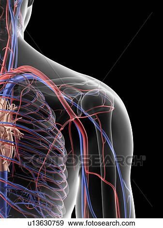 Shoulder blood vessels, artwork View Large Illustration Stock Illustration - Shoulder blood vessels, artwork. Fotosearch