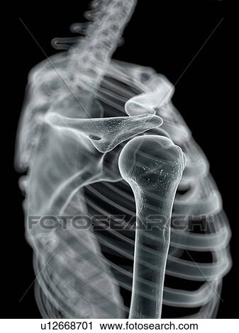 Clip Art - Shoulder joint, artwork. Fotosearch