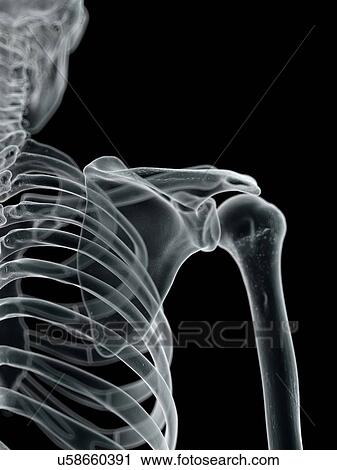 Clip Art - Shoulder joint, artwork. Fotosearch