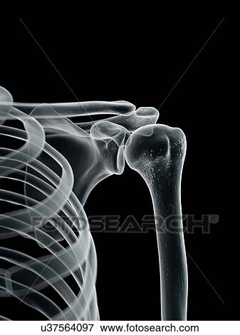 Shoulder joint, artwork View Large Illustration Stock Illustration - Shoulder joint, artwork. Fotosearch