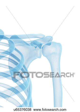 Stock Illustration - Shoulder joint, artwork. Fotosearch