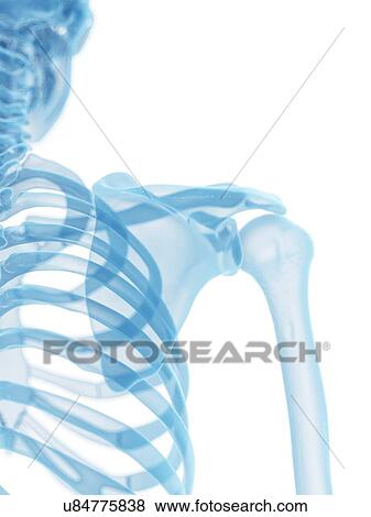 Stock Illustration - Shoulder joint, artwork. Fotosearch