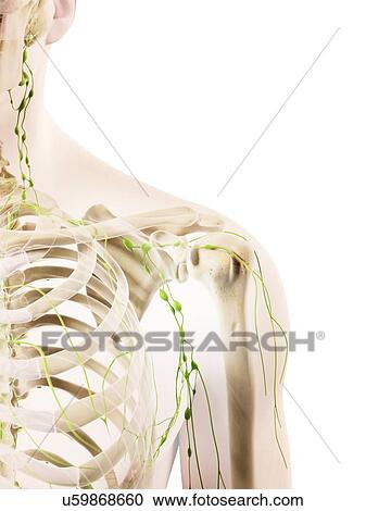 Clipart - Shoulder lymph nodes, artwork. Fotosearch