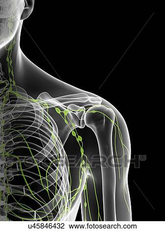 Shoulder lymph nodes, artwork View Large Illustration Drawing - Shoulder lymph nodes, artwork. Fotosearch
