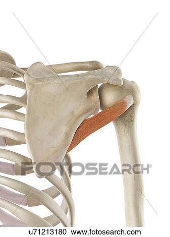 Shoulder muscle, artwork View Large Illustration Clipart - Shoulder muscle, artwork. Fotosearch