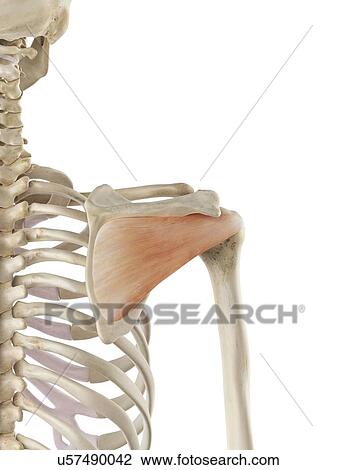 Shoulder muscle, artwork View Large Illustration Drawing - Shoulder muscle, artwork. Fotosearch