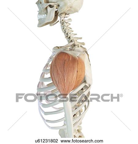 Shoulder muscle, artwork View Large Illustration Drawing - Shoulder muscle, artwork. Fotosearch