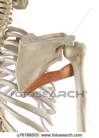 Drawing - Shoulder muscle, artwork. Fotosearch