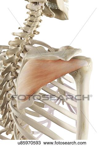 Shoulder muscle, artwork View Large Illustration Drawing - Shoulder muscle, artwork. Fotosearch