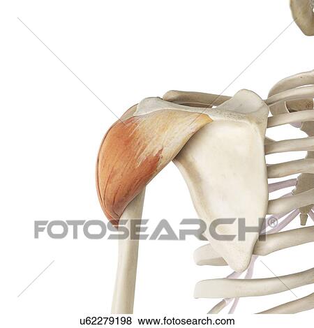 Shoulder muscle, artwork View Large Illustration Stock Illustration - Shoulder muscle, artwork. Fotosearch