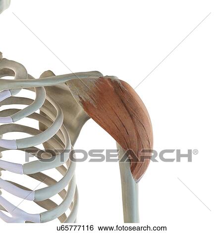 Stock Illustration - Shoulder muscle, artwork. Fotosearch
