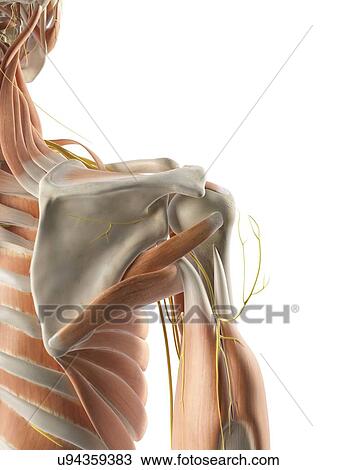 Drawing - Shoulder muscles and nerves, artwork. Fotosearch