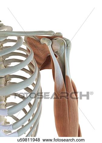 Shoulder muscles, artwork View Large Illustration Stock Illustration - Shoulder muscles, artwork. Fotosearch