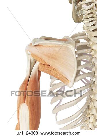 Shoulder muscles, artwork View Large Illustration Stock Illustration - Shoulder muscles, artwork. Fotosearch