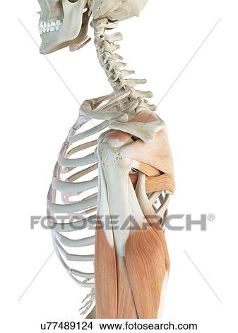 Shoulder muscles, artwork View Large Illustration Stock Illustration - Shoulder muscles, artwork. Fotosearch