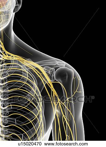 Clipart - Shoulder nerves, artwork. Fotosearch